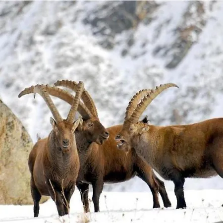 アパート A Cozy Alpine Retreat *